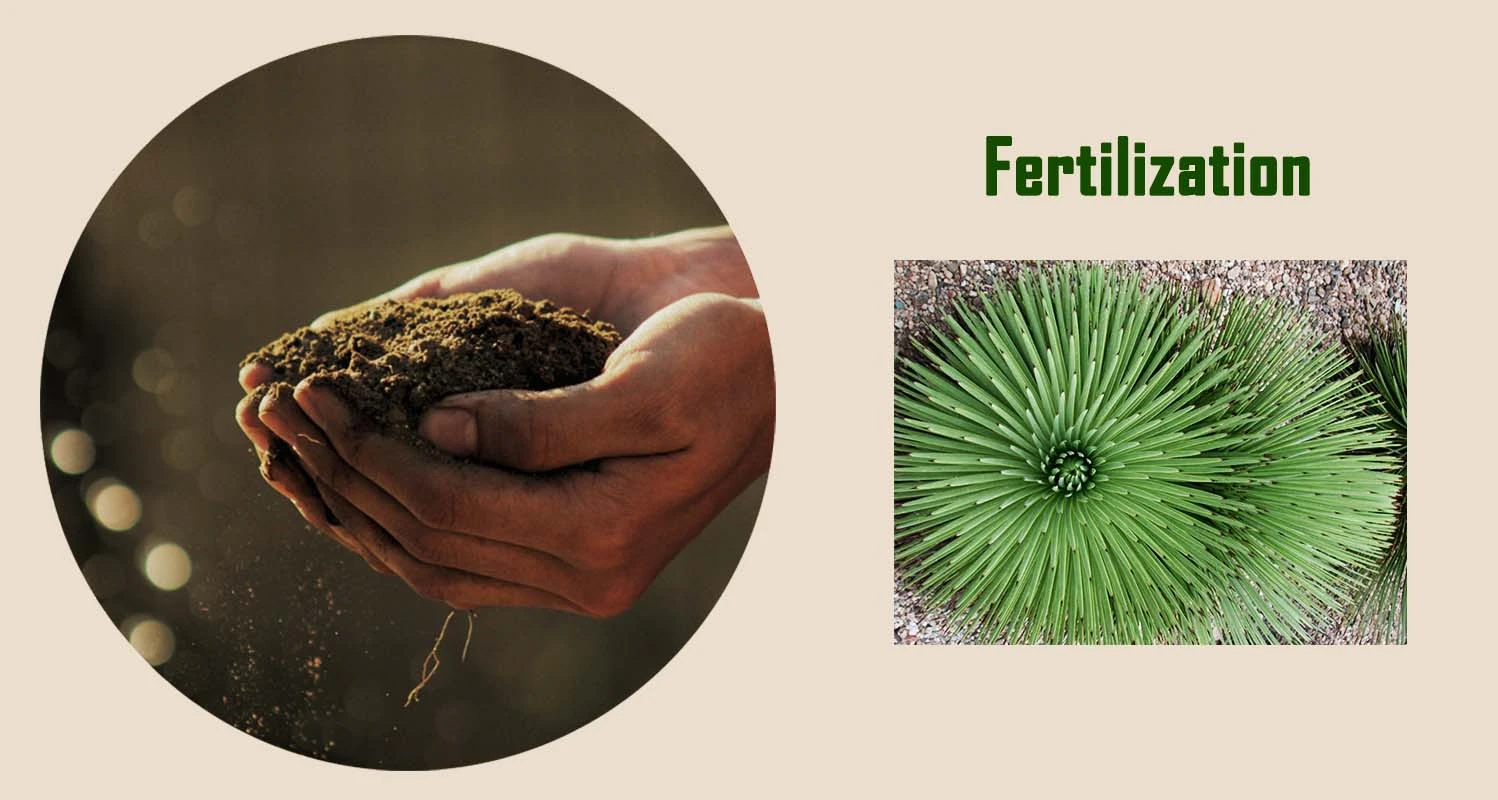 Agave Stricta Fertilization