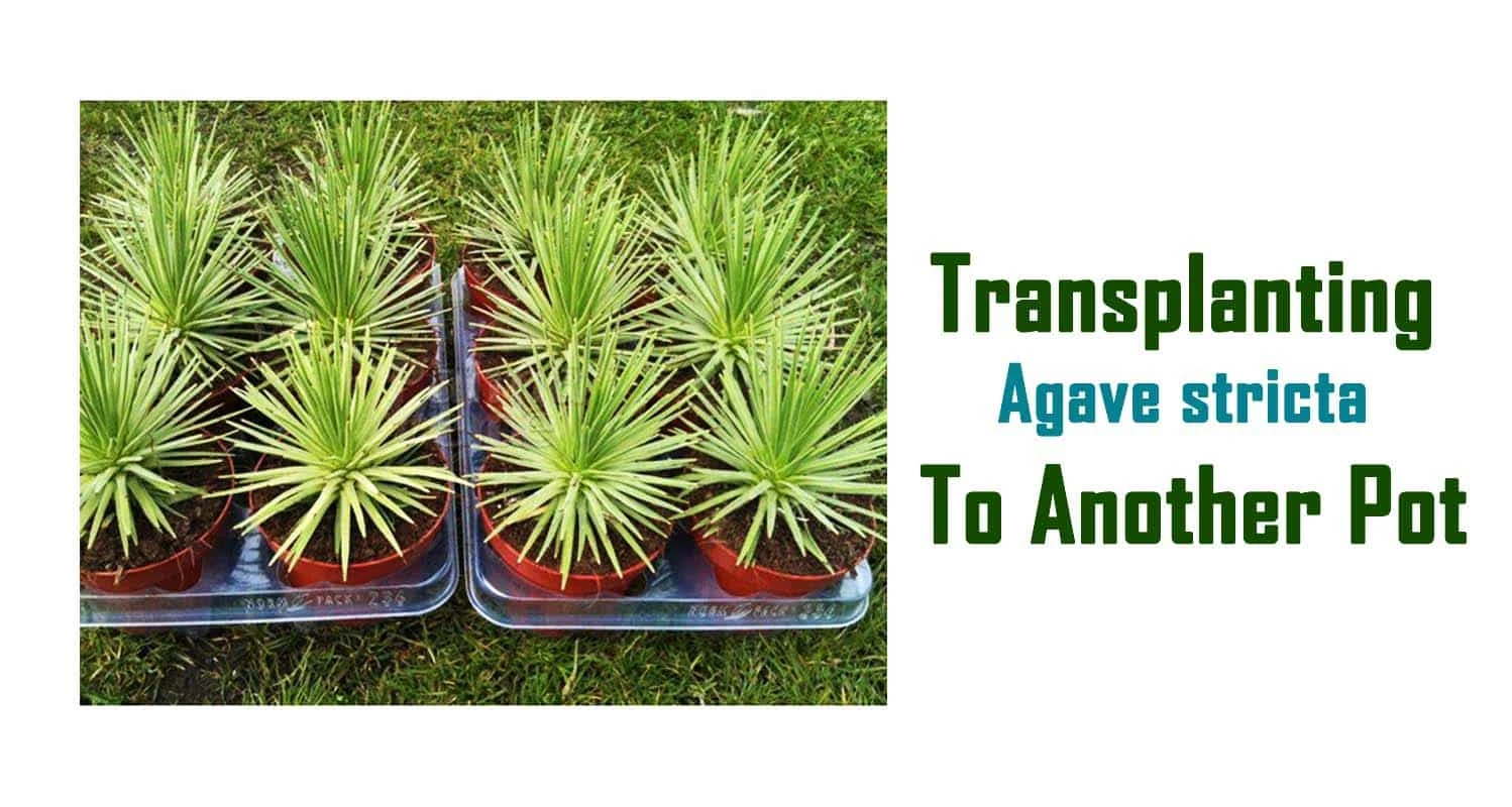 Transplanting Agave Stricta to Another Pot