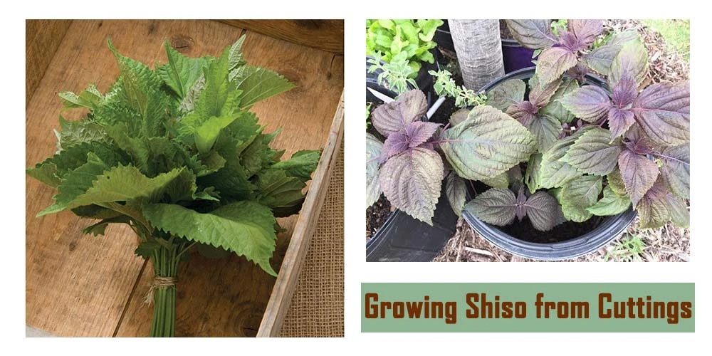 Growing Shiso From Cuttings