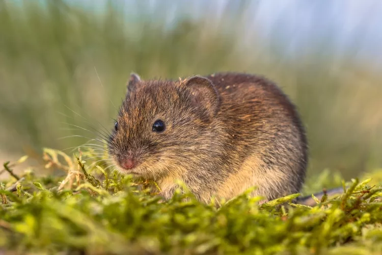 What will stop rats coming in my garden?