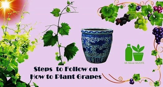 Steps&nbsp;to Plant Grapes&nbsp;