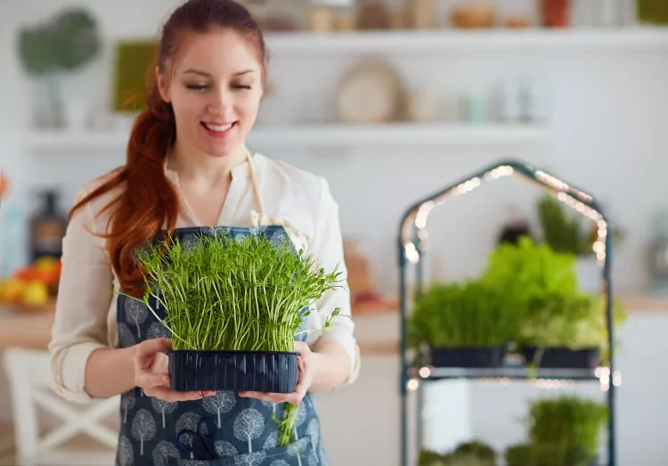 Hydroponics Herb Garden: Soil-less Growing