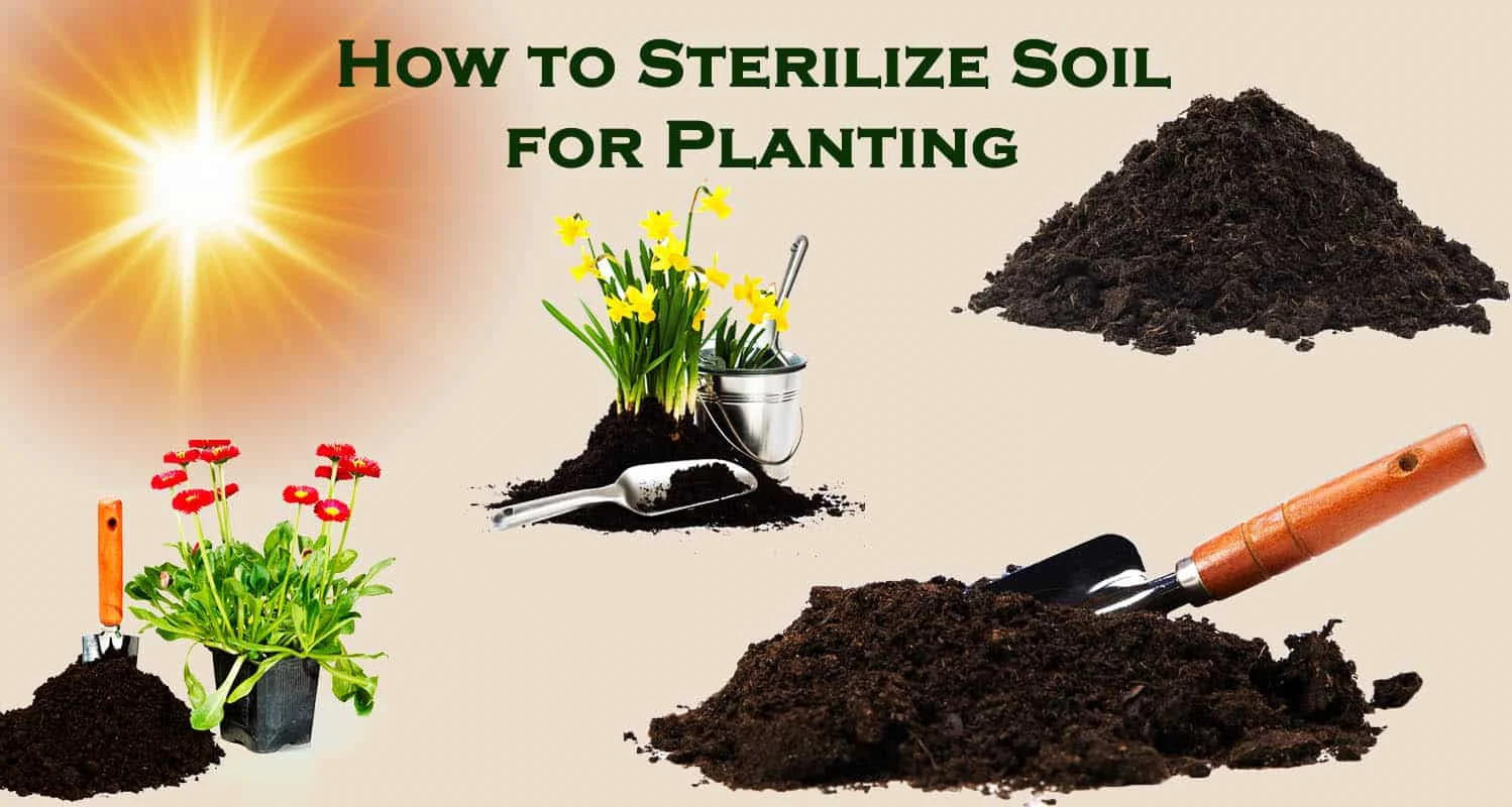 How to Sterilize Soil for Planting- Clean Dirt
