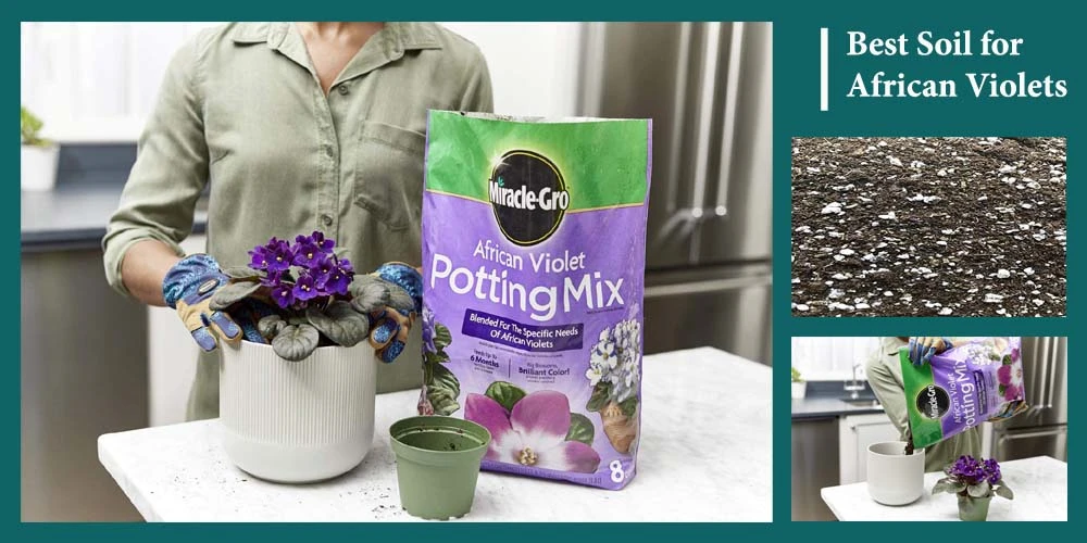 Top 10 Best Soil for African Violets