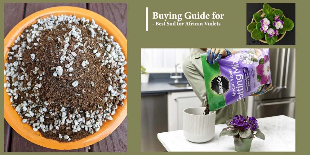 Buying Guide Of Best Soil For African Violets