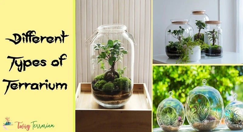 Different Types of Terrarium