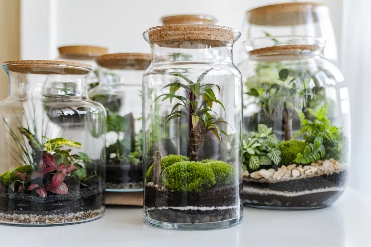 The closed terrarium