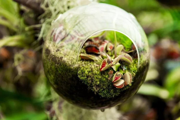 The air plant terrarium