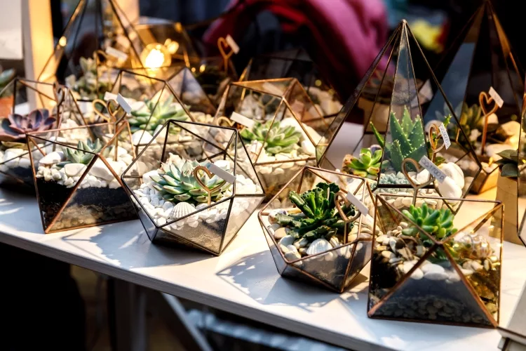 The succulent terrariums