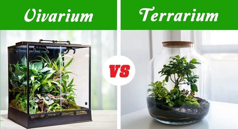 Vivarium Vs Terrarium
