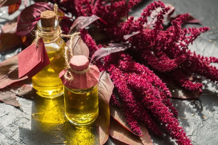Amaranth: Uses, Benefits, Warnings, Recipes, and Information