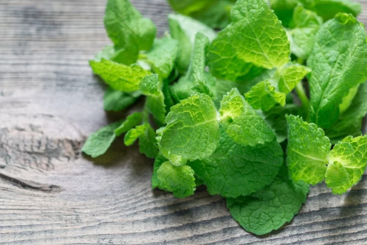 10 Plants for East facing Balcony