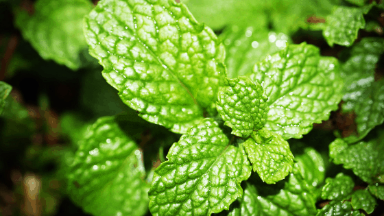 Mint Leaves