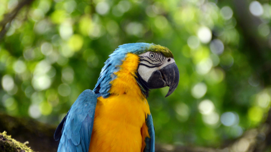 Attract Parrots In Garden