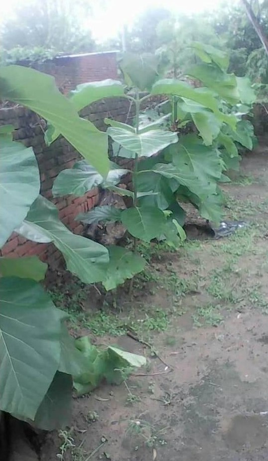 20 Fastest Growing Trees in India — Trinjal