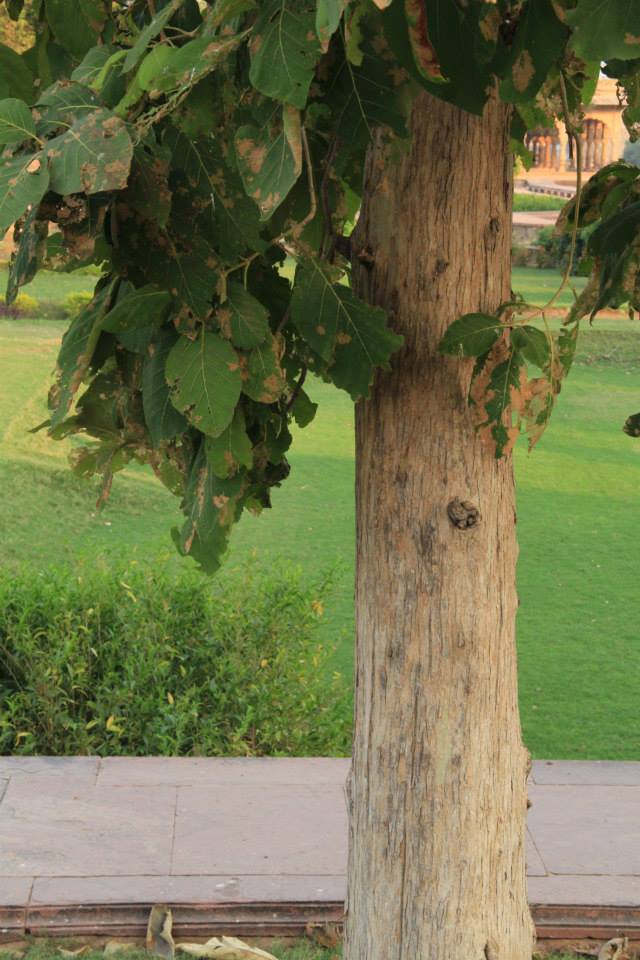 20 Fastest Growing Trees in India — Trinjal
