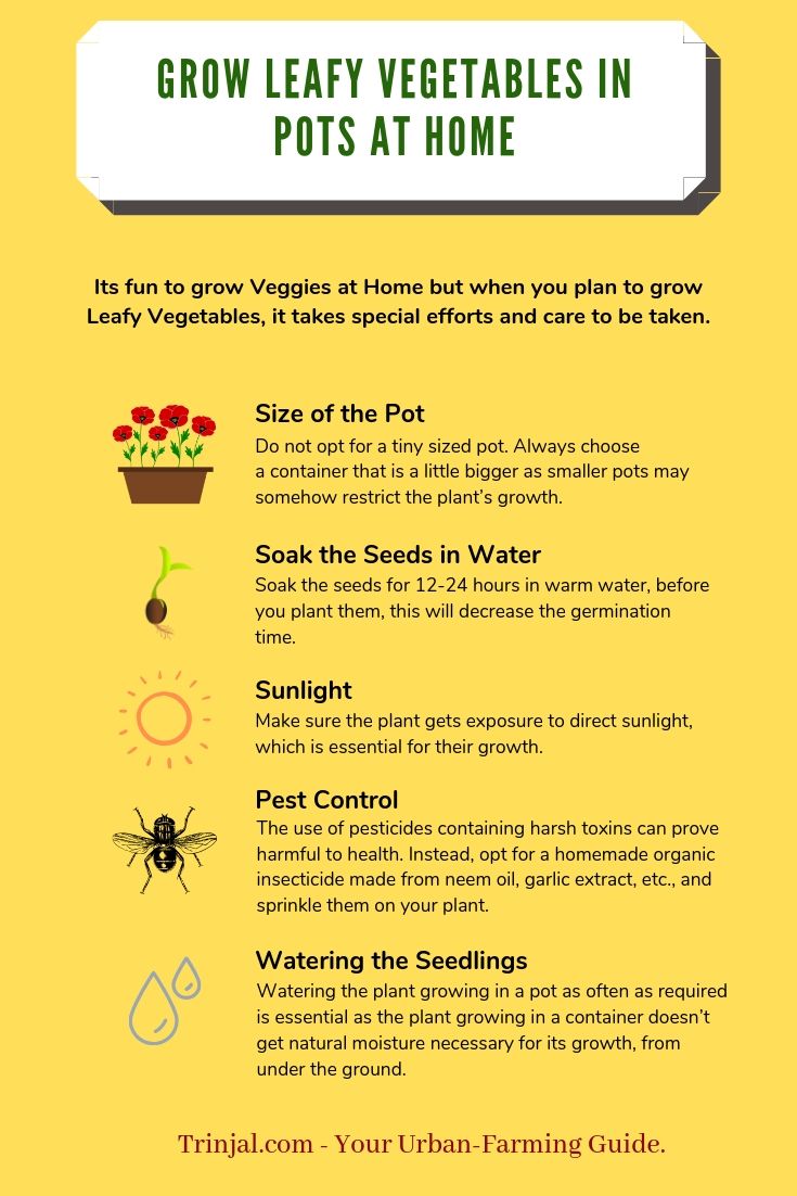 Grow Leafy Vegetables At Home