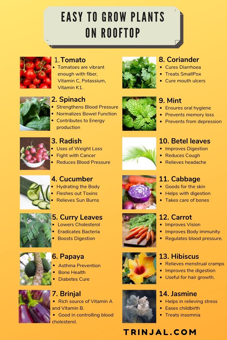 Plants To Grow On Rooftop