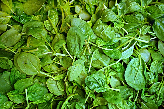 Leafy Vegetable Spinach