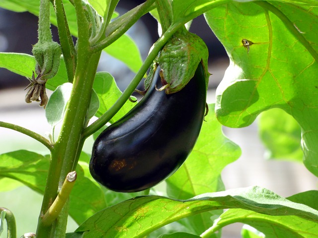 Eggplant - Expensive Vegetable To Grow