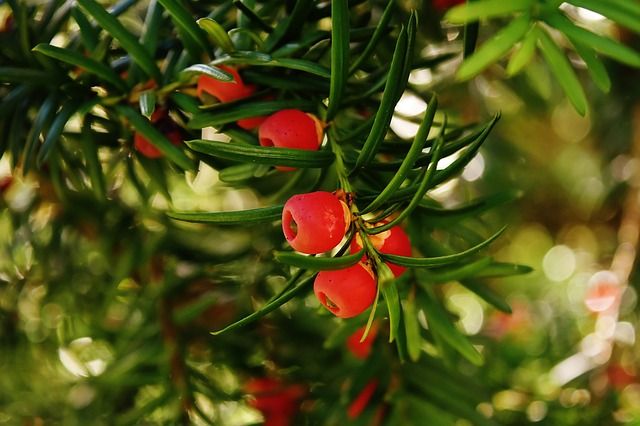 Taxus (English Yew) 