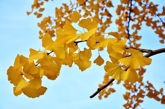 Ginkgo (Ginkgophyta) Gymnosperm Plants