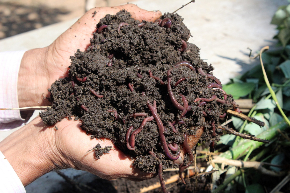 Best Vermicompost Brand in India