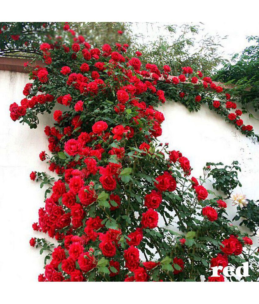 Fertilizer for Rose Plant in India